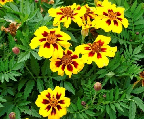 French Marigold Seeds - Dainty Marietta Dwarf Variety - 75 Fresh Seeds - Tagetes patula