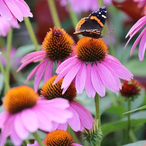 Purple Coneflower Seeds - Non-GMO Echinacea Purpurea Flowering Plant Seeds for Gardens, Attracts Pollinators, Drought-Tolerant, 1259