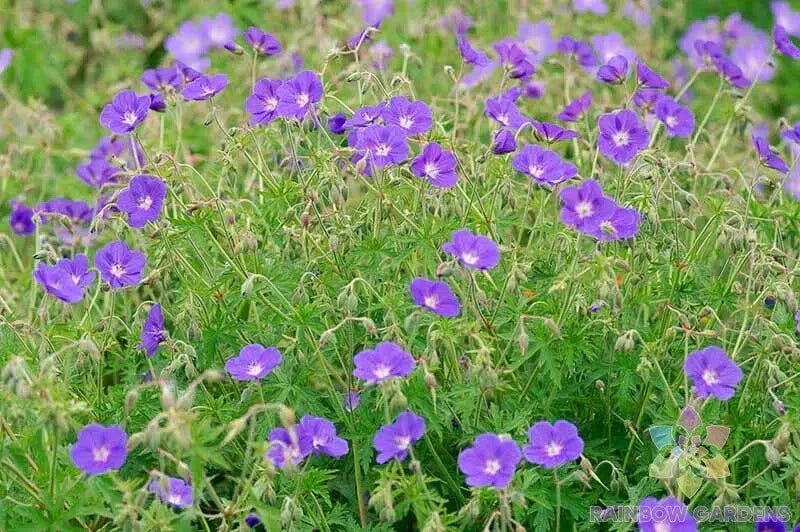 Brookside Geranium Seeds - 25+ Count Pelargonium x hortorum - USA Grown