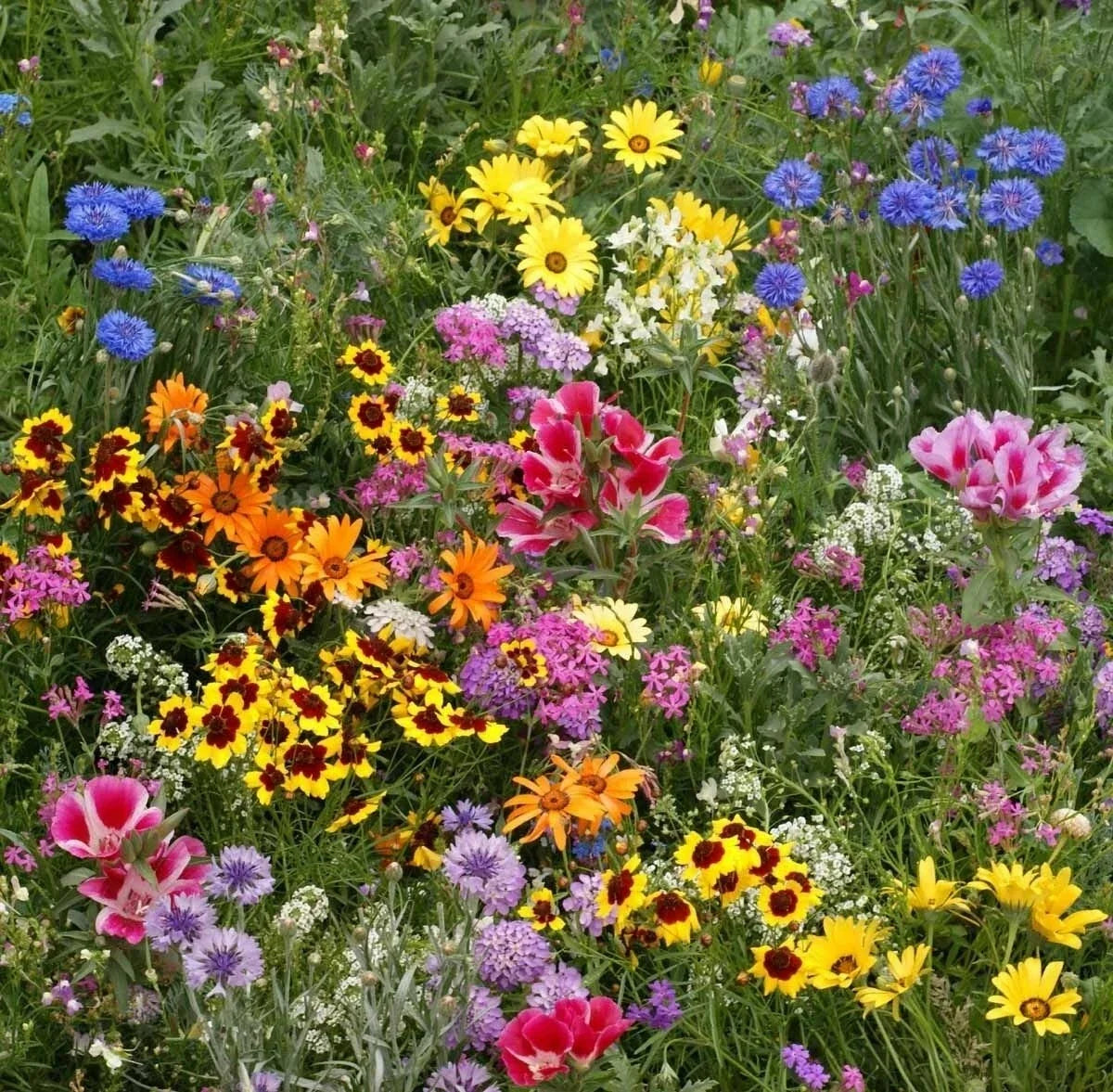 Wildflower Mix Seeds - Late Bloomer Autumn Flowers for Fall Blooming, Supports Pollinators, Natural Garden, 100% Natural