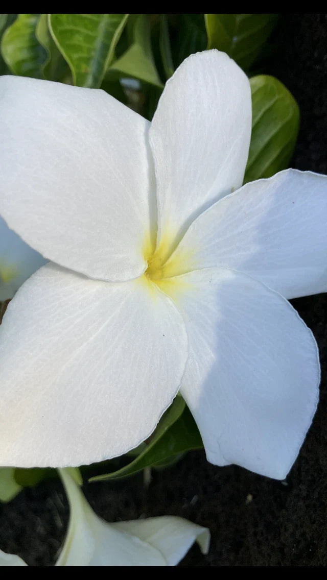 Hawaiian Fiddle Plumeria Plant #8 - Tropical Flowering Variety, Plumeria pudica, Ideal for Gardens and Landscaping