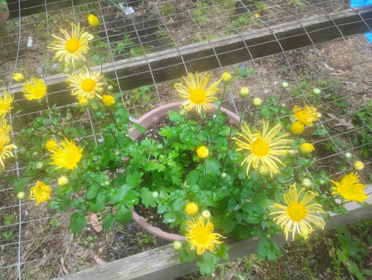 1 Well Rooted Mammoth Quilled Yellow Mums - Hardy Perennials - Chrysanthemum morifolium