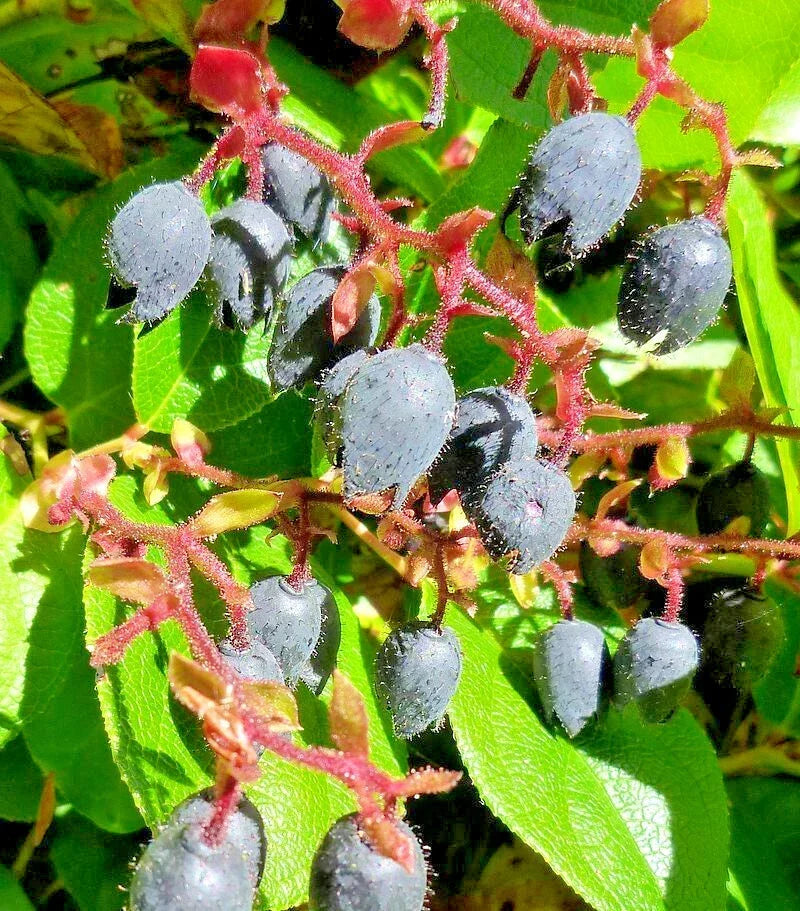 Salal Seeds 1000 Bulk - Hardy Evergreen Shrub with Edible Berries, Gaultheria Shallon