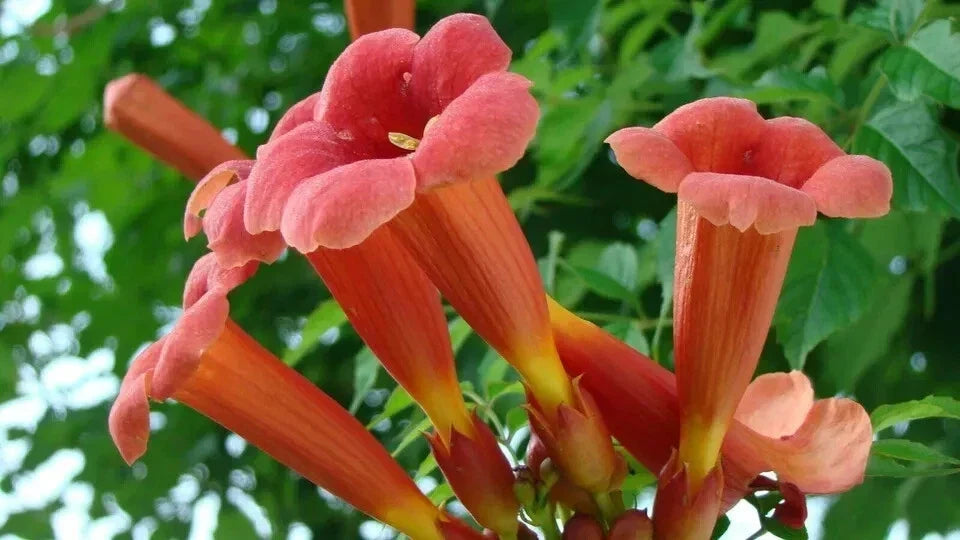 Red Trumpet Creeper Seeds, Hummingbird Vine, Campsis radicans, Perennial Flower Seeds, Climbing Vine, 50 Count
