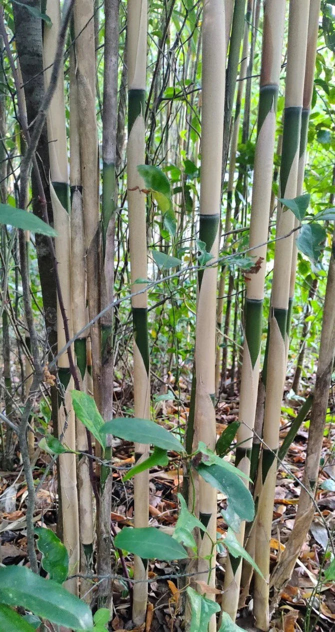3 Pieces Tonkin Cane Bamboo Tea Stick 10" Live Plant Pseudosasa Amabilis Rhizome Root
