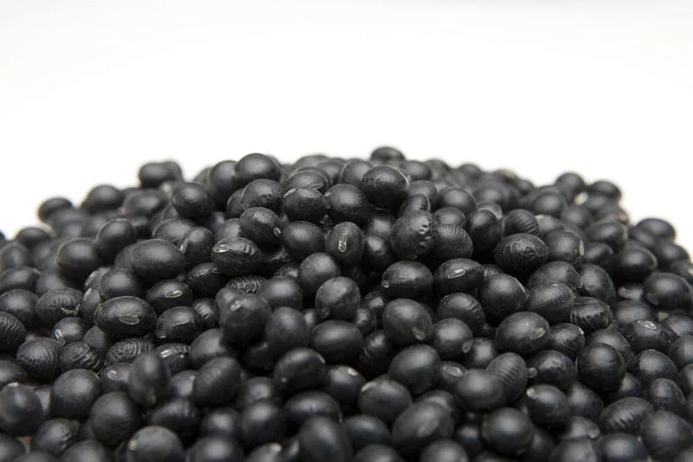 Black Soybean Seeds for Planting - Full Season Glycine max - Easy Grow, High Yield, Drought Tolerant