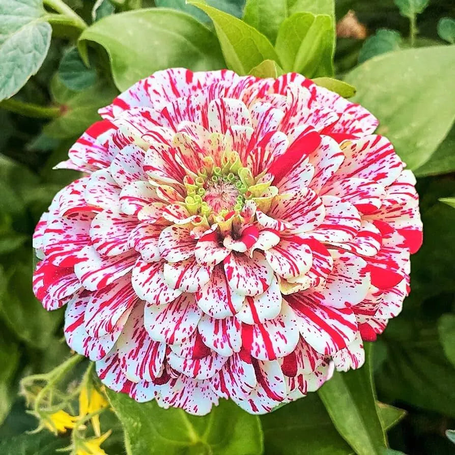 Peppermint Stick Zinnia Seeds - 100+ Pink and White Striped Flowers - Zinnia elegans - Annual Garden Seeds for Borders & Cut Flowers