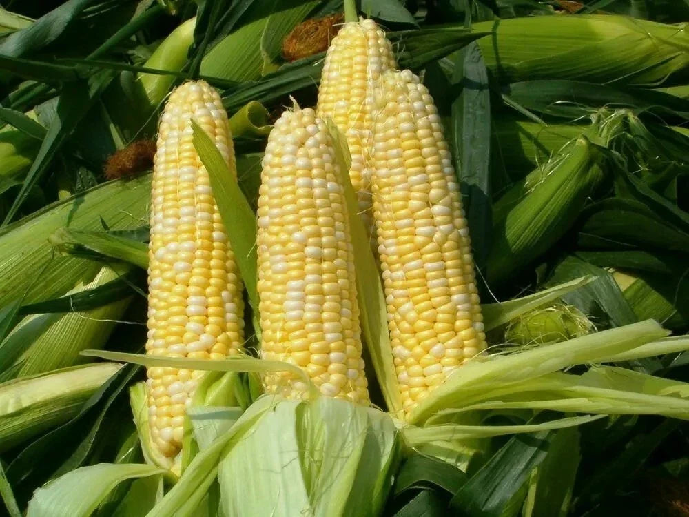Organic Peaches & Cream Corn Seeds - Non-GMO, Sweet Heirloom Zea mays, 30 Pack for Home Garden, Canning & Fresh Eating