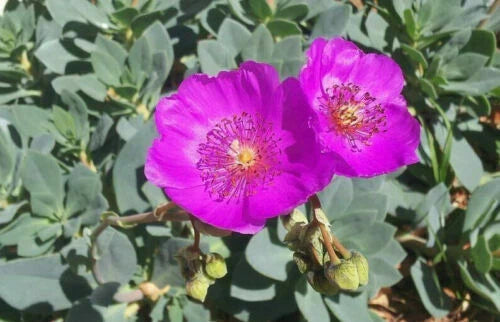 Calandrinia Spectabilis Cuttings - 4" Rock Purslane - Unrooted - Drought-Tolerant Succulent for Gardens and Landscapes