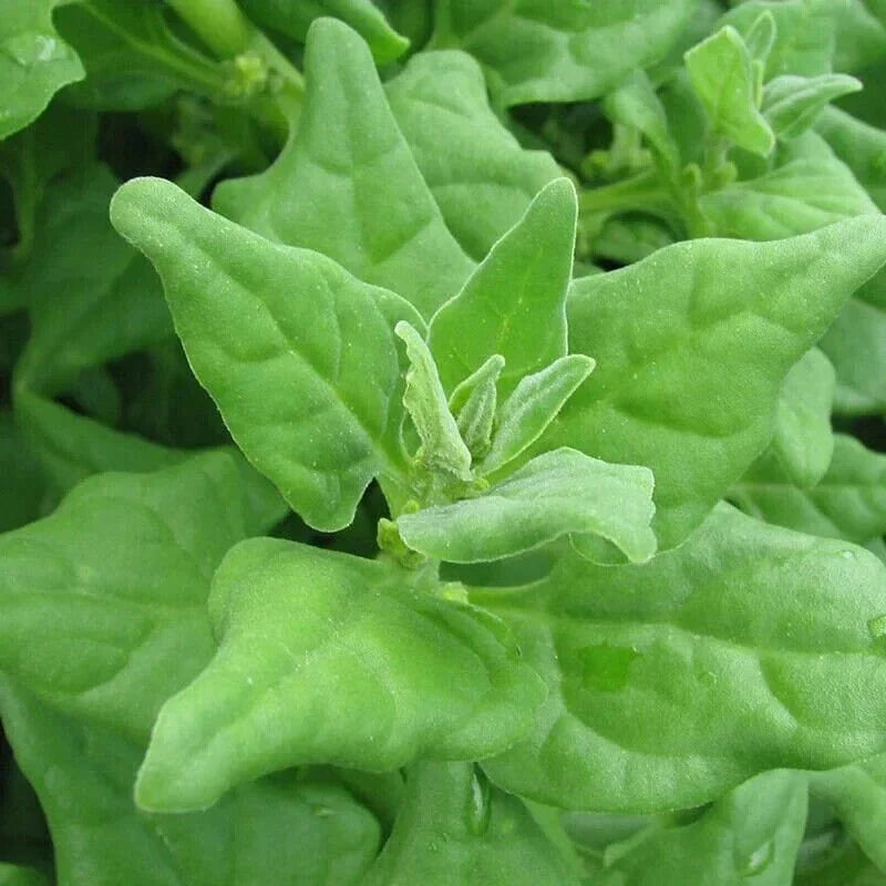 New Zealand Spinach Seeds - 50 Non-GMO Tetragonia tetragonioides for Organic Gardening, Easy to Grow, Full Sun to Partial Shade
