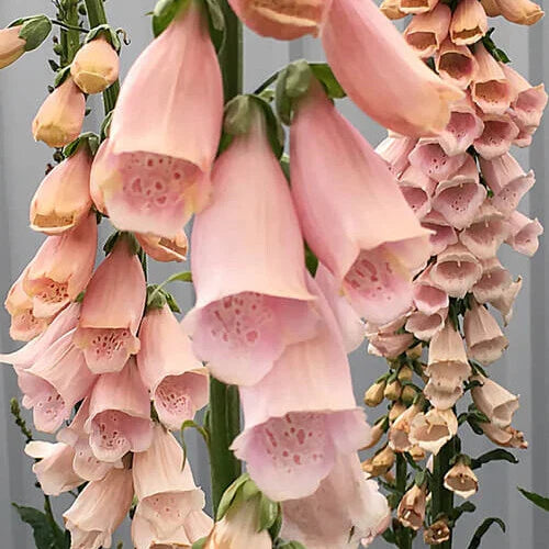 Apricot Beauty Foxglove Seeds | Non-GMO Flower Seeds | Digitalis purpurea | Garden Plant Seeds | Free Shipping
