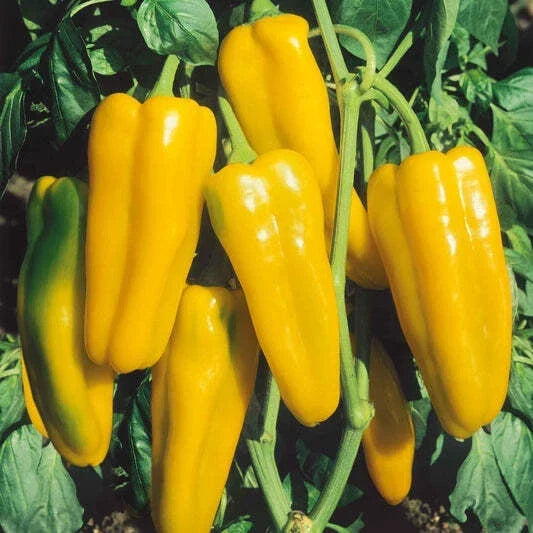 Golden Marconi Sweet Pepper Seeds – Non-GMO Capsicum annuum for Organic Vegetable Gardens, 50+ Seeds, USA Free Shipping