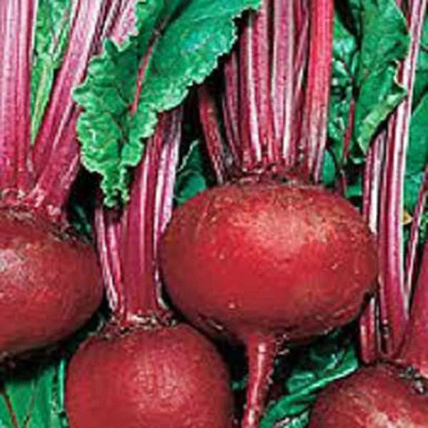 Detroit Dark Red Beet Seeds - Heirloom, Non-GMO, Sweet Flavor - 25+ Seeds (Beta vulgaris)