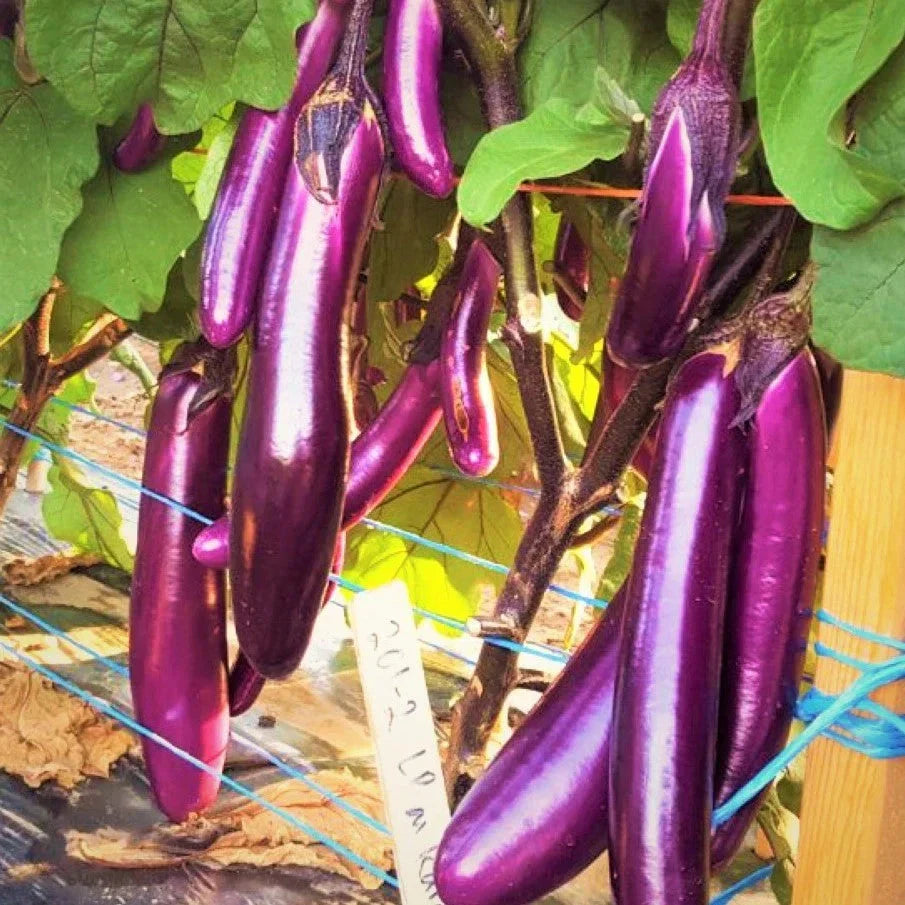 Purple Shine Chinese Eggplant Seeds - 200+ Count - Long Asian Variety - Perfect for 2025 Planting - Solanum melongena