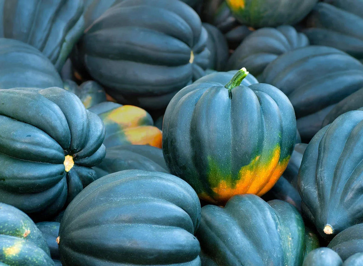 Acorn Squash Seeds - 50+ King Table Variety - Cucurbita pepo