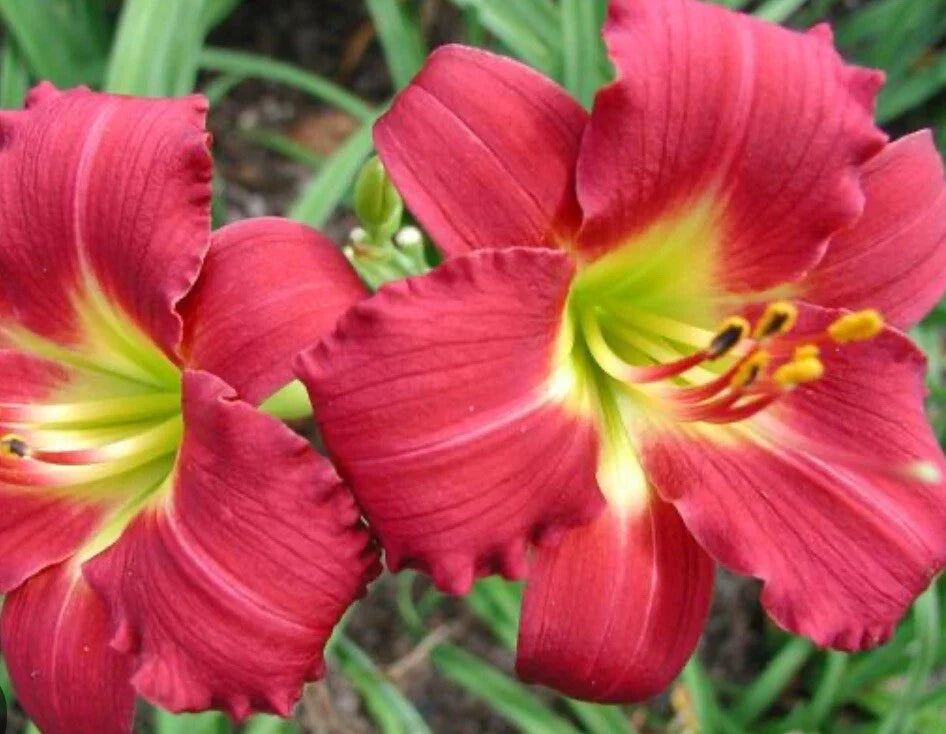 Daylily Live Bare Root Plant Fan - Awarded Ruby Red Stella - Hemerocallis