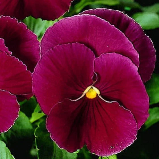 Pansy Seeds - 50 Count Character Clear Rose Viola tricolor