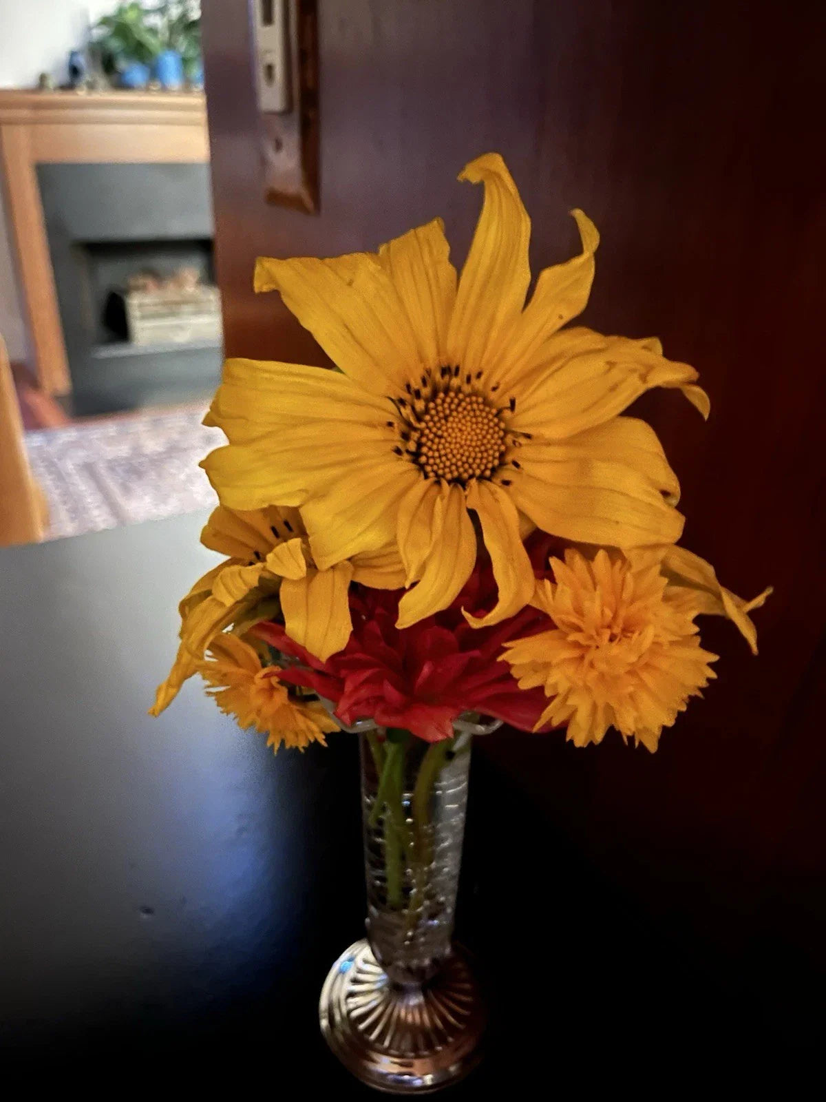 Mexican Sunflower Cuttings - Organic Perennial - 10 Fresh Cuttings - Tithonia diversifolia - USA Grown