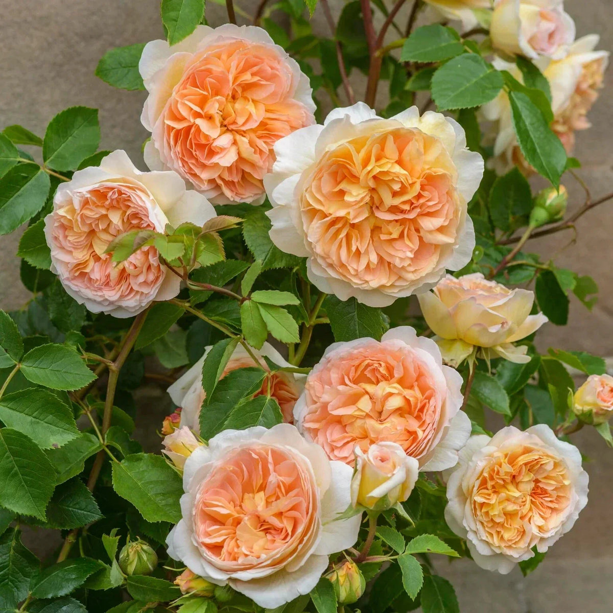 Live Rose Cuttings - David Austin Bathsheba Rosa 'Bathsheba' - Unrooted Fresh 5-8 Inch Stems for Gardening