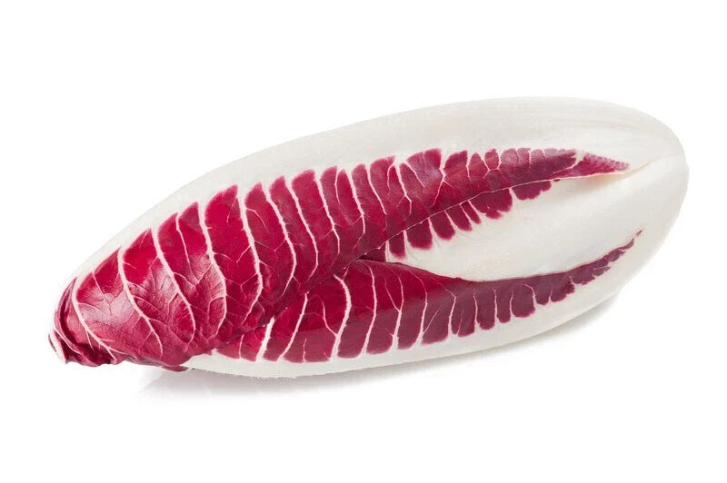 Endive Seeds - 2000 Count - Red Treviso - Non-GMO Heirloom - Cichorium endivia