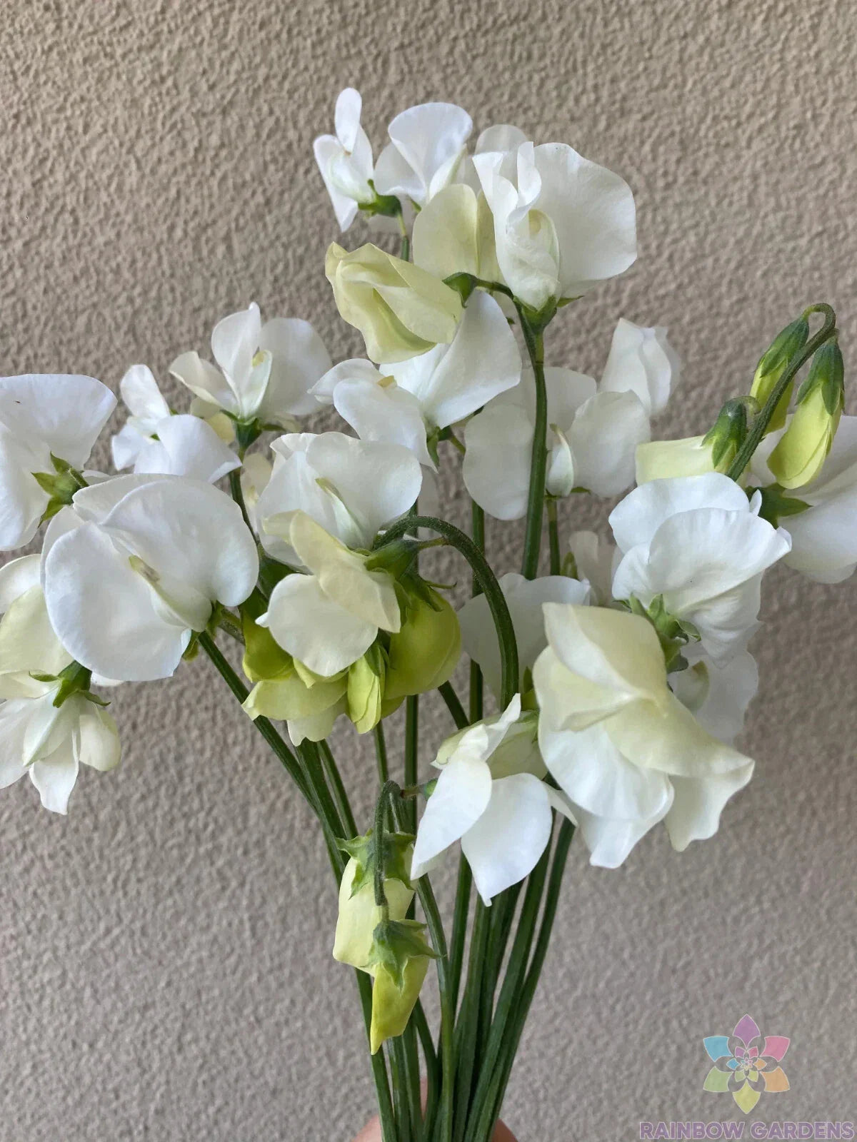 Spencer Ice Cream Sweet Pea Seeds - 50+ Pack for Garden Planting - Lathyrus odoratus - USA Grown, Free Shipping