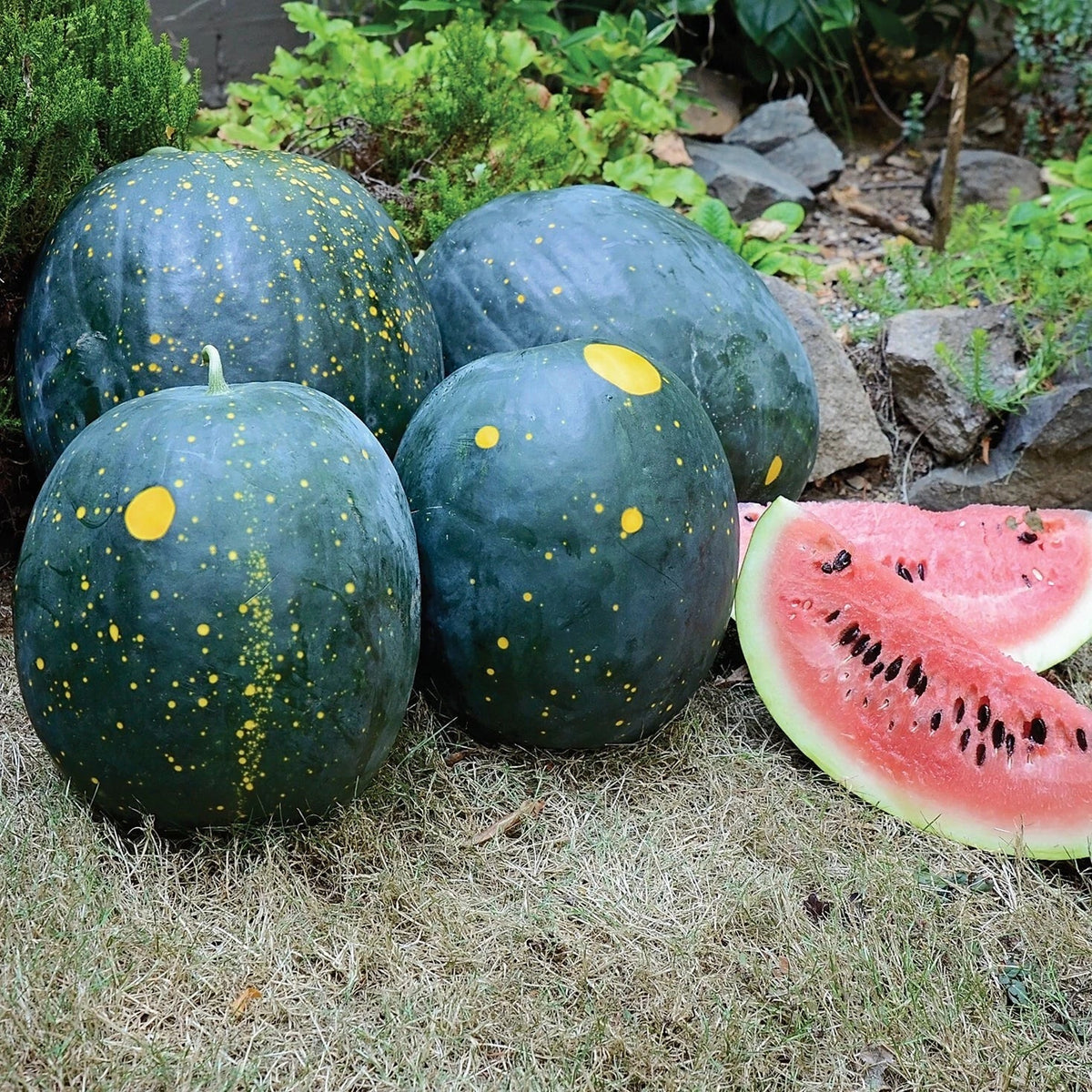 Organic Heirloom Moon and Stars Red Watermelon Seeds - Non-GMO, 20 Seeds, Perfect for Home Gardens - Citrullus lanatus