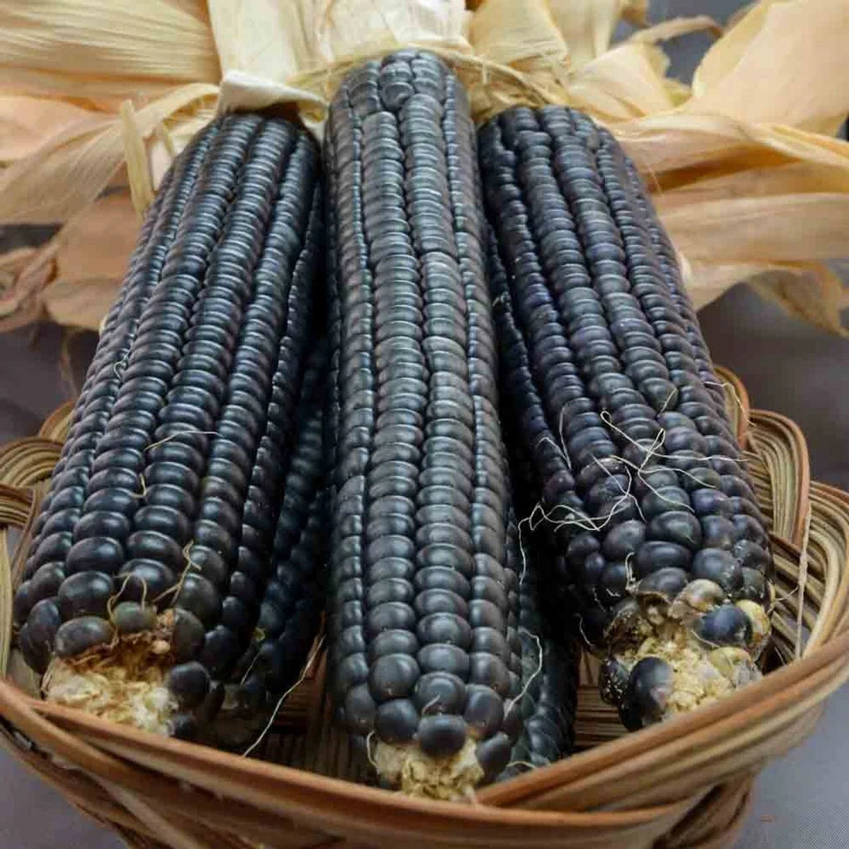 Hopi Blue Corn Seeds - Organic Heirloom Non-GMO, Rare Zea mays, Blue Kernel, 120+ Seeds for Gardening, Flour, Tortillas