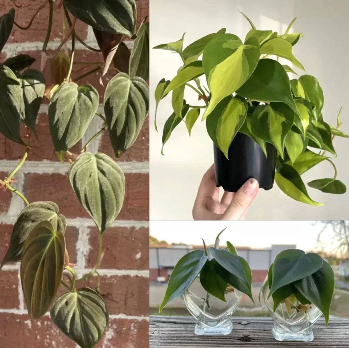 Philodendron Cuttings Combo 6 Pack – Micans, Brasil, Green Indoor House Plants, Propagated Clippings