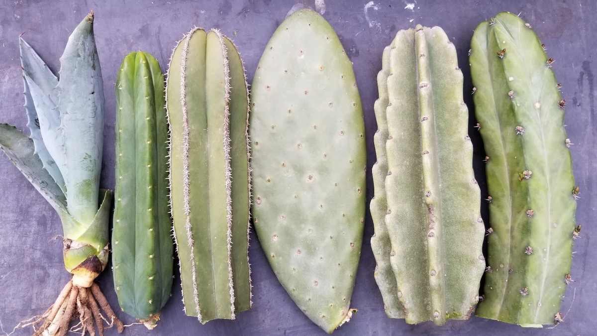 Mixed Cactus Tip Cuttings 5 Pack Unrooted Desert Cactus Propagation Assorted Varieties