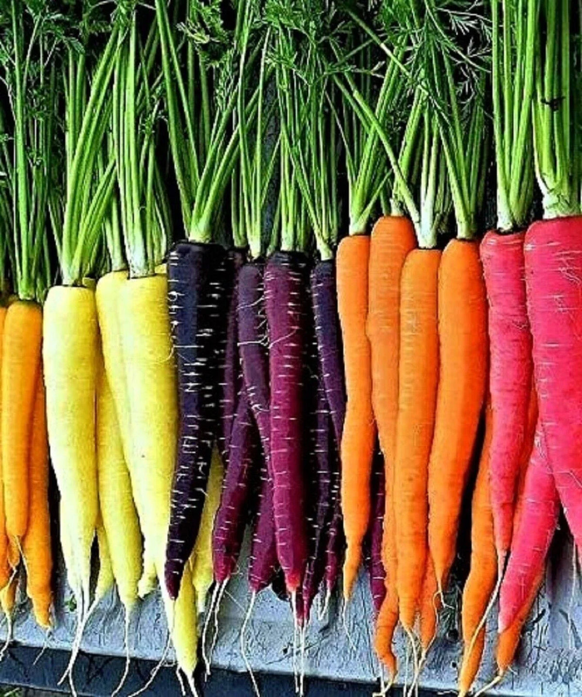 Rainbow Carrot Seeds Mix - 1000+ Non-GMO Heirloom Organic Seeds - Fresh Vegetable Garden Planting