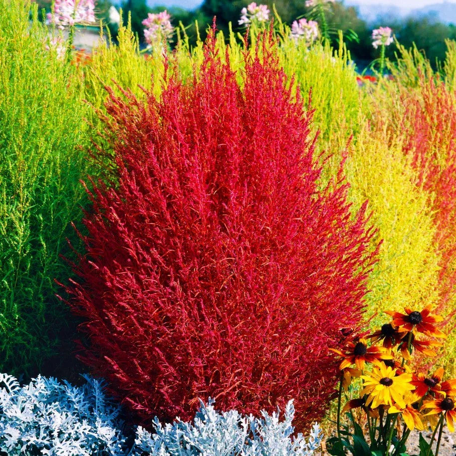 Red Cypress Burning Bush Seeds - 2025 Planting, Kochia Scoparia, Summer Color, Drought Tolerant, Easy to Grow