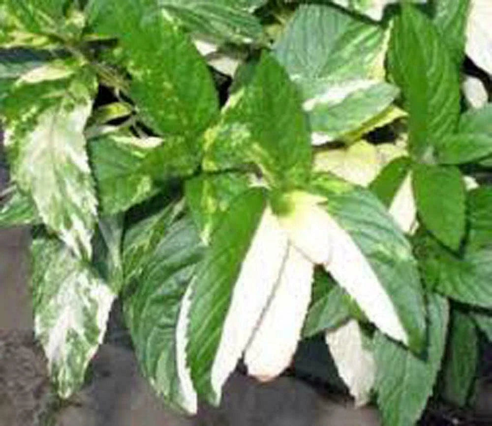 Peppermint Seeds (500+) | Heirloom Non-GMO Variety | Delicious Flavor | Mentha × piperita