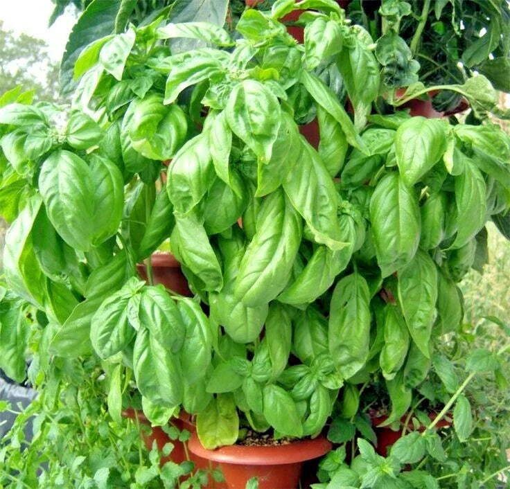 Organic Large Leaf Basil Seeds - 300+ Italian Variety for Summer Garden & Patio - Perfect for Container Gardening