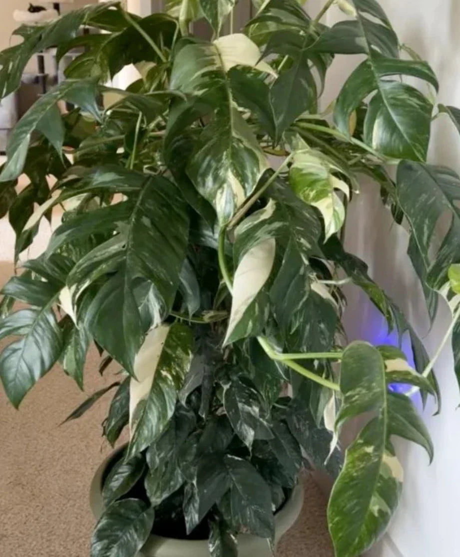 Albo Pothos Cutting - Fresh Marble Variegation - Epipremnum Pinnatum - Rare Indoor Houseplant Propagation