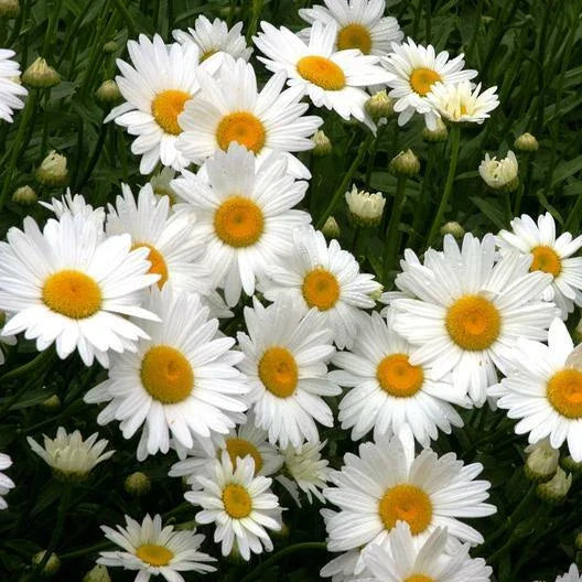 Shasta Daisy Seeds - 500 Non-GMO Heirloom Chrysanthemum Perennial Flower Seeds for Garden Planting