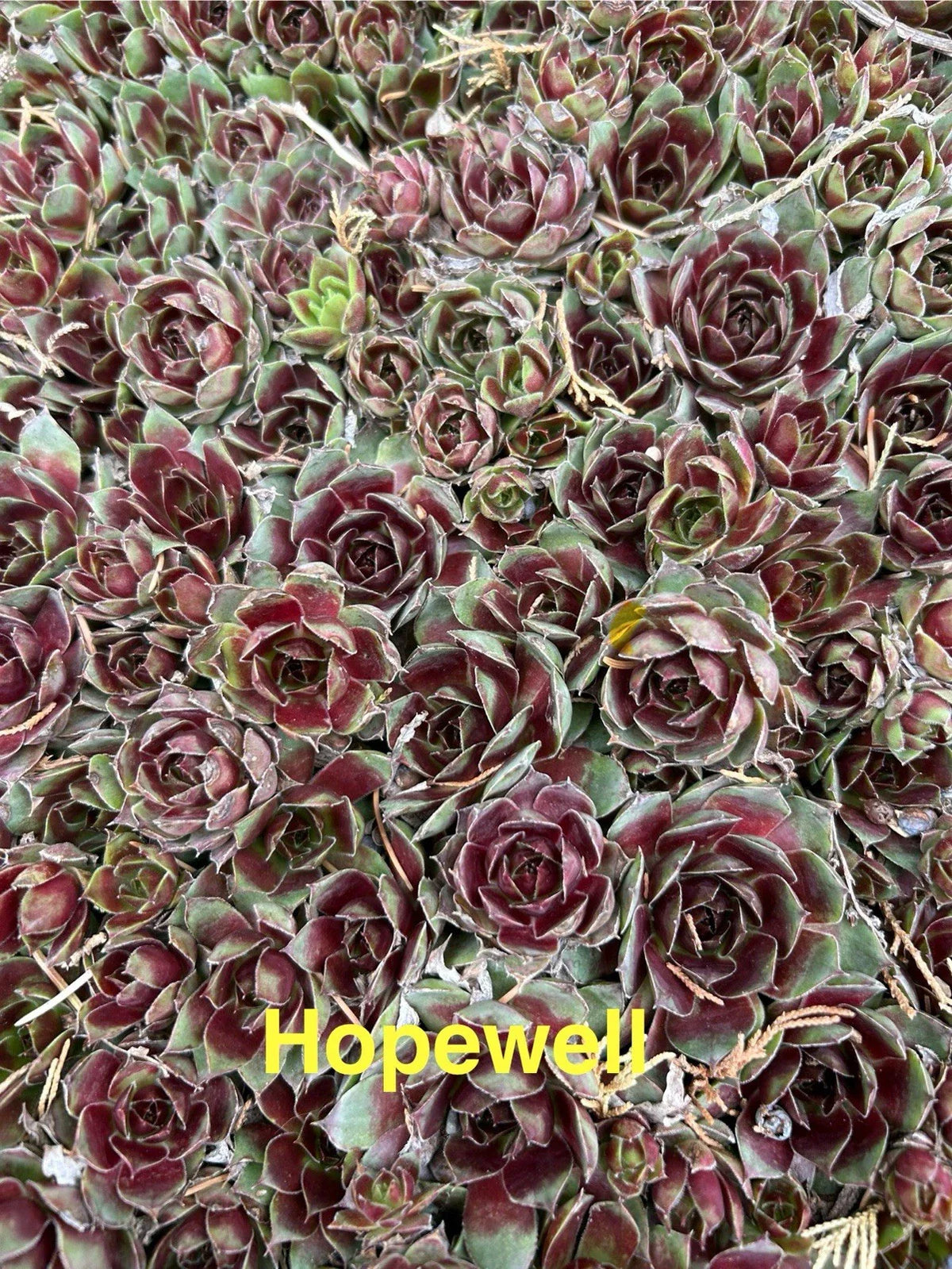10 Live Hardy Hens and Chicks Succulents, Sempervivum, Zone 4-8, Perennial Plants for Garden and Pots, Color Varies