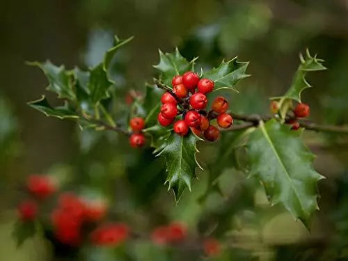English Holly Seeds - 10 Heirloom Seeds for Planting, Open Pollinated, Ilex aquifolium, Gardening, Ornamental Plant