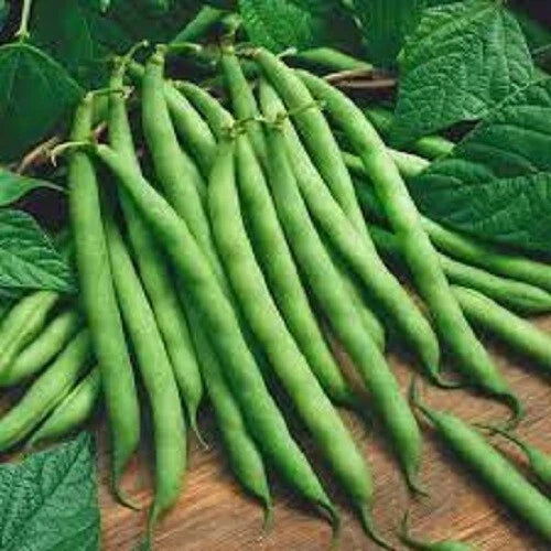 Premium Heirloom Green Bean Seeds - Bush Blue Lake Phaseolus vulgaris, Compact Bush Variety, Organic, Non-GMO, for Home Garden