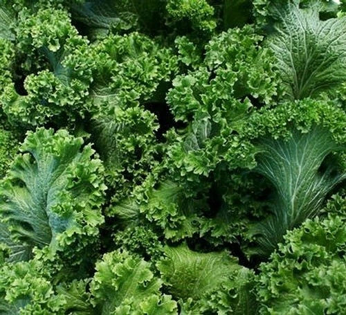Southern Giant Curled Mustard Seeds – Heirloom Non-GMO Brassica juncea Seed Pack, 500+ Seeds for Home Garden, Full Sun, Easy to Grow