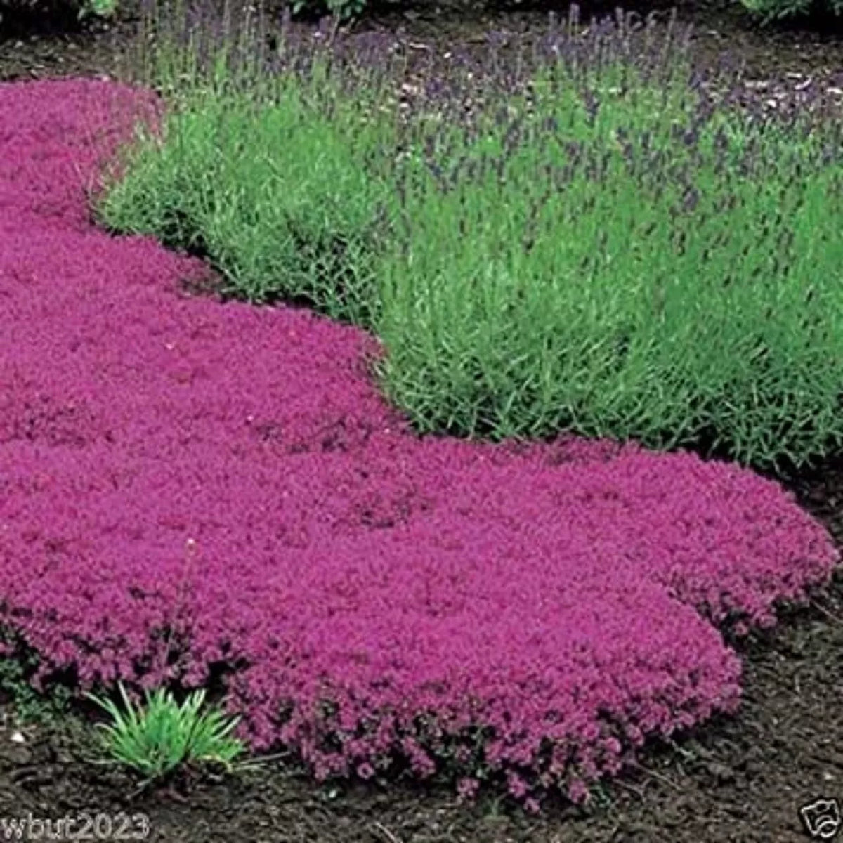 Creeping Thyme Seeds - 500 Count - Magic Carpet Perennial Ground Cover