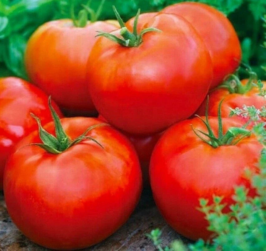 ACE 55 Tomato Seeds - 100+ Pack, Indeterminate, Bright Red, Culinary, Solanum lycopersicum