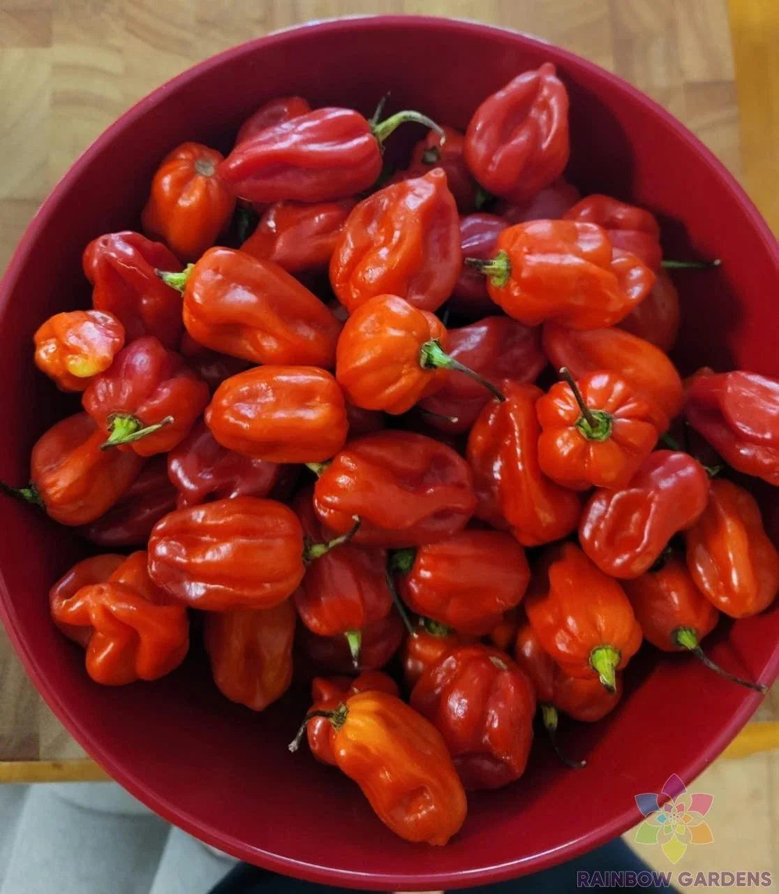 Habanero Red Hot Pepper Seeds - 25+ Pack for Garden Planting - Capsicum chinense - USA Grown - Free Shipping
