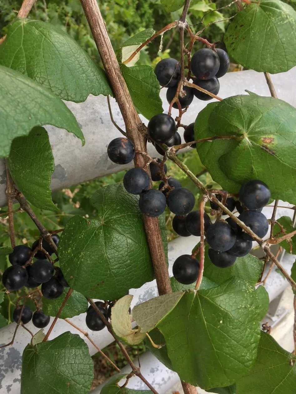 Mustang Grape Seeds - 20+ Seeds - Vitis mustangensis - USA Harvested 10/2024