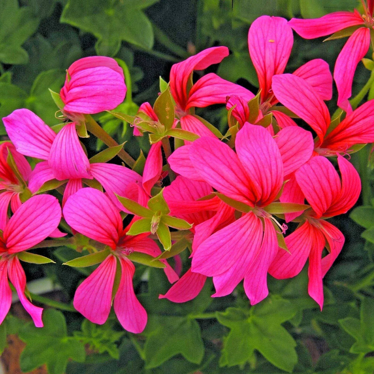 Geranium Cuttings 6" Pelargonium Cascade Pink Live Flower Plants Unrooted for Garden, Patio, Balcony