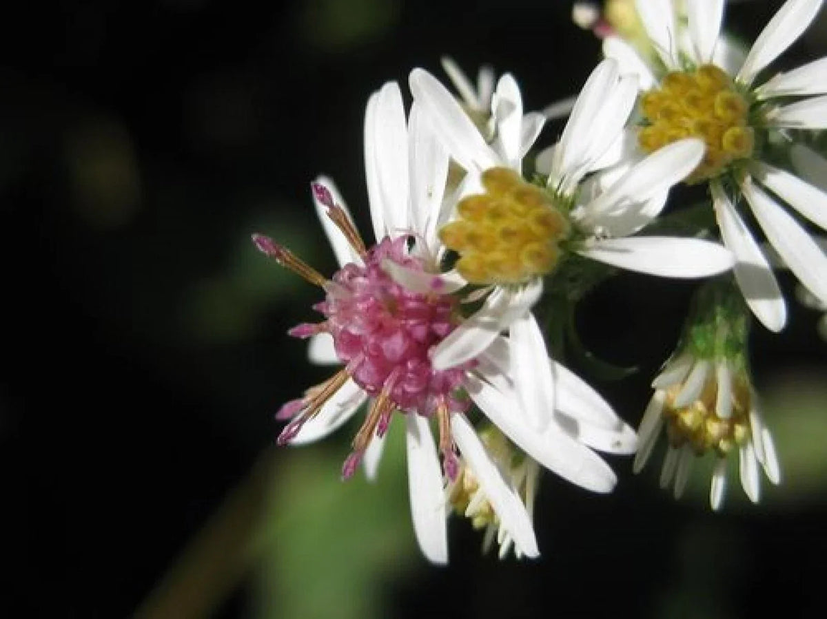 Calico Aster Seeds - 100+ Wildflower Perennial Planting - Symphyotrichum lateriflorum for Garden and Landscape