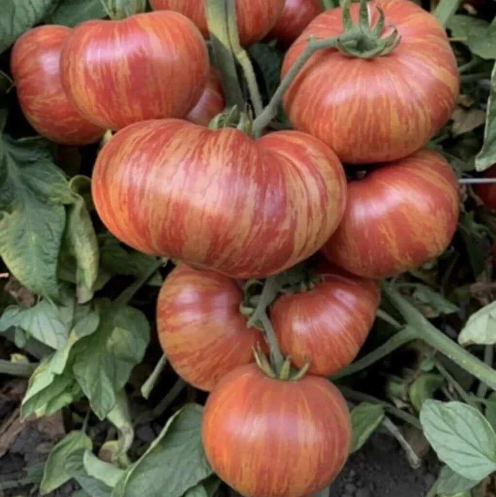 Vintage Beefsteak Tomato Seeds - 120+ Heirloom Wine Striped - Rare 1 lb - Perfect for Home Gardening, Solanum lycopersicum