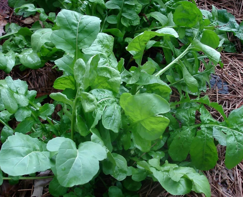 Arugula Seeds - Heirloom Rocket Variety for Wholesale Planting - Eruca sativa, Fast-Growing Leafy Green