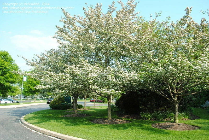 Green Hawthorn Tree, Grafted Hawthorn Sapling, Bare Root Fruit Tree, Tart Crisp Berry Plant, Rare Orchard Tree