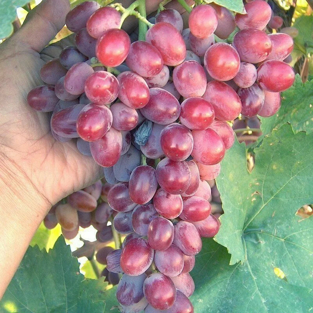 Crimson Vine Cuttings - Large Red Seedless Table Grape - Raisin Variety - Vitis vinifera, No Roots, Garden Propagation