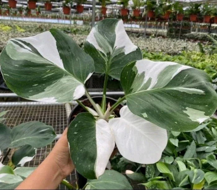 Philodendron erubescens White Princess Cutting – 1 Leaf/Node Propagation with Bonus Gift